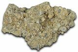 Mississippian Fossil Crinoid Stem Cluster - Kentucky #358787-1